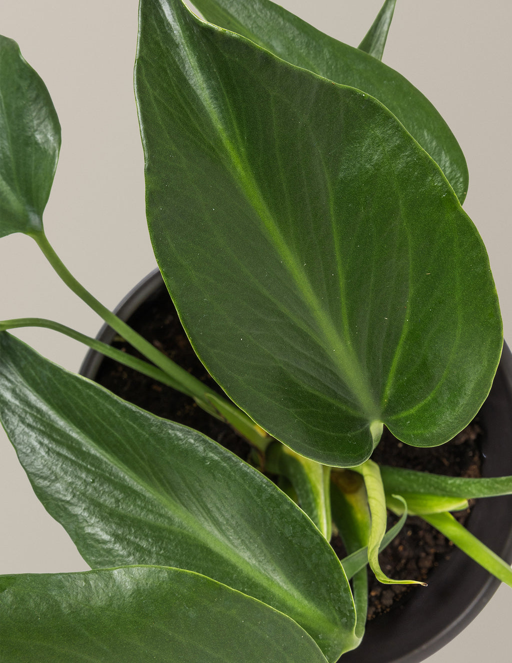 Monstera Burle Marx Flame