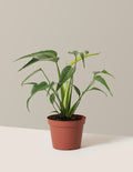 bundle | Medium | Grow Pot