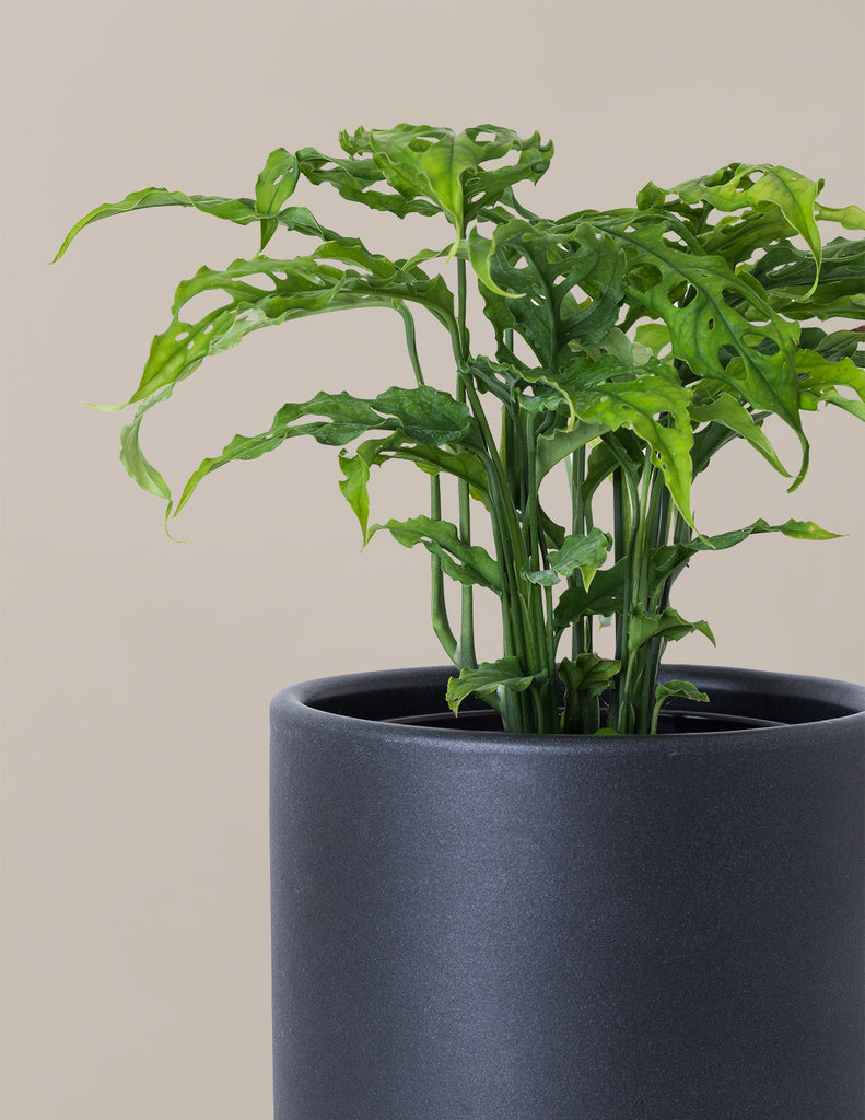 How to care for a Monstera Obliqua