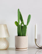 Prickly Pear Cactus