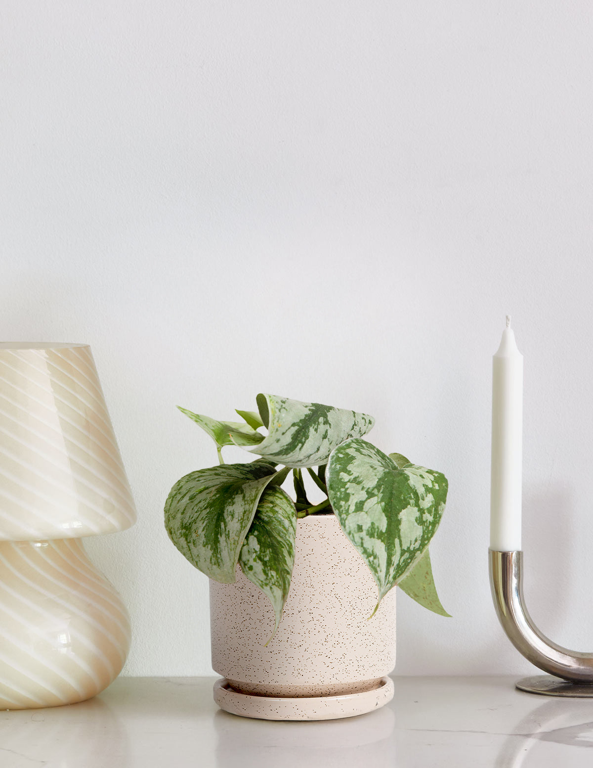 files/the-sill_Medium_Satin-Pothos_Medium_Isabella_White-Sesame_Gallery-2.jpg