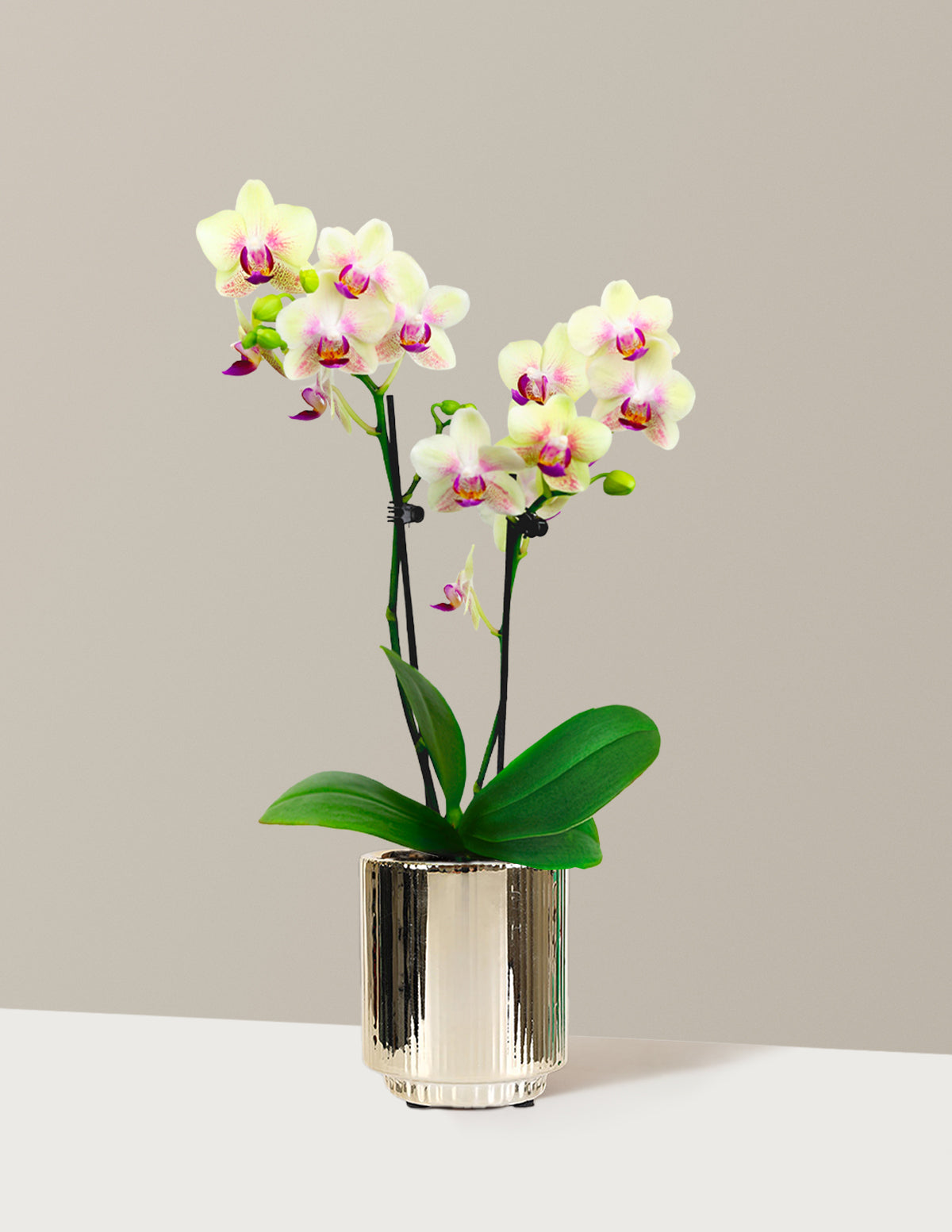 Mini Orchid