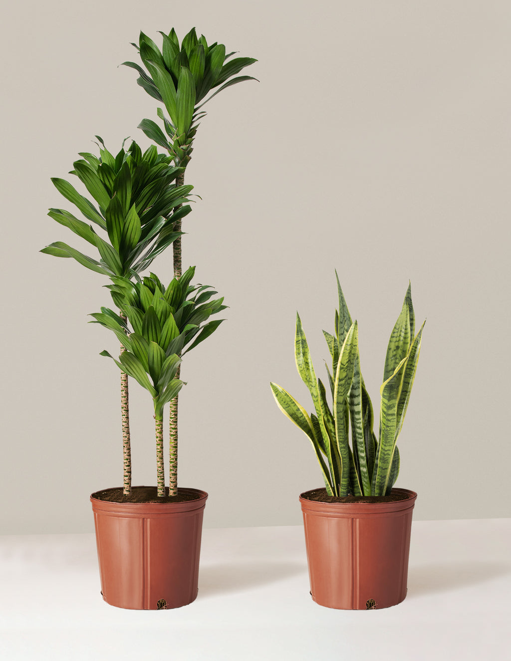 bundle | Large | Grow Pot