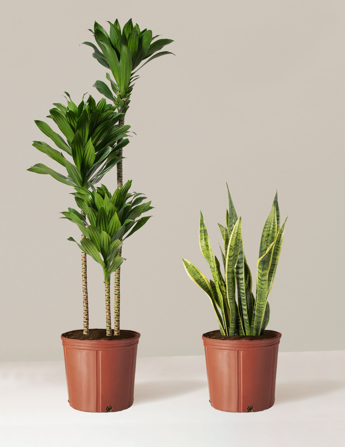 bundle | Large | Grow Pot