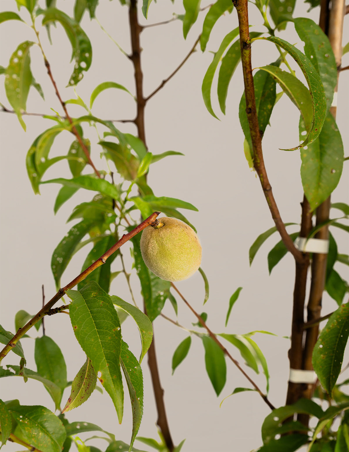 files/the-sill_Multi_Peach_Tree-Gallery.jpg