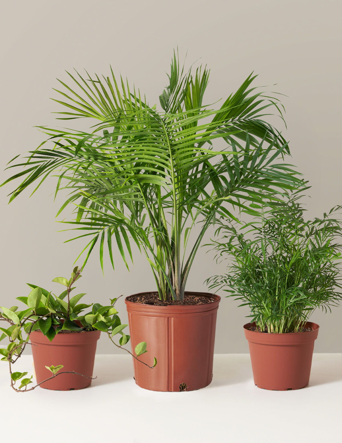 files/the-sill_New-Digs-Pet-Friendly-Trio_Grow-Pot_Variant.jpg
