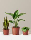 bundle | Medium/Large | Grow Pot