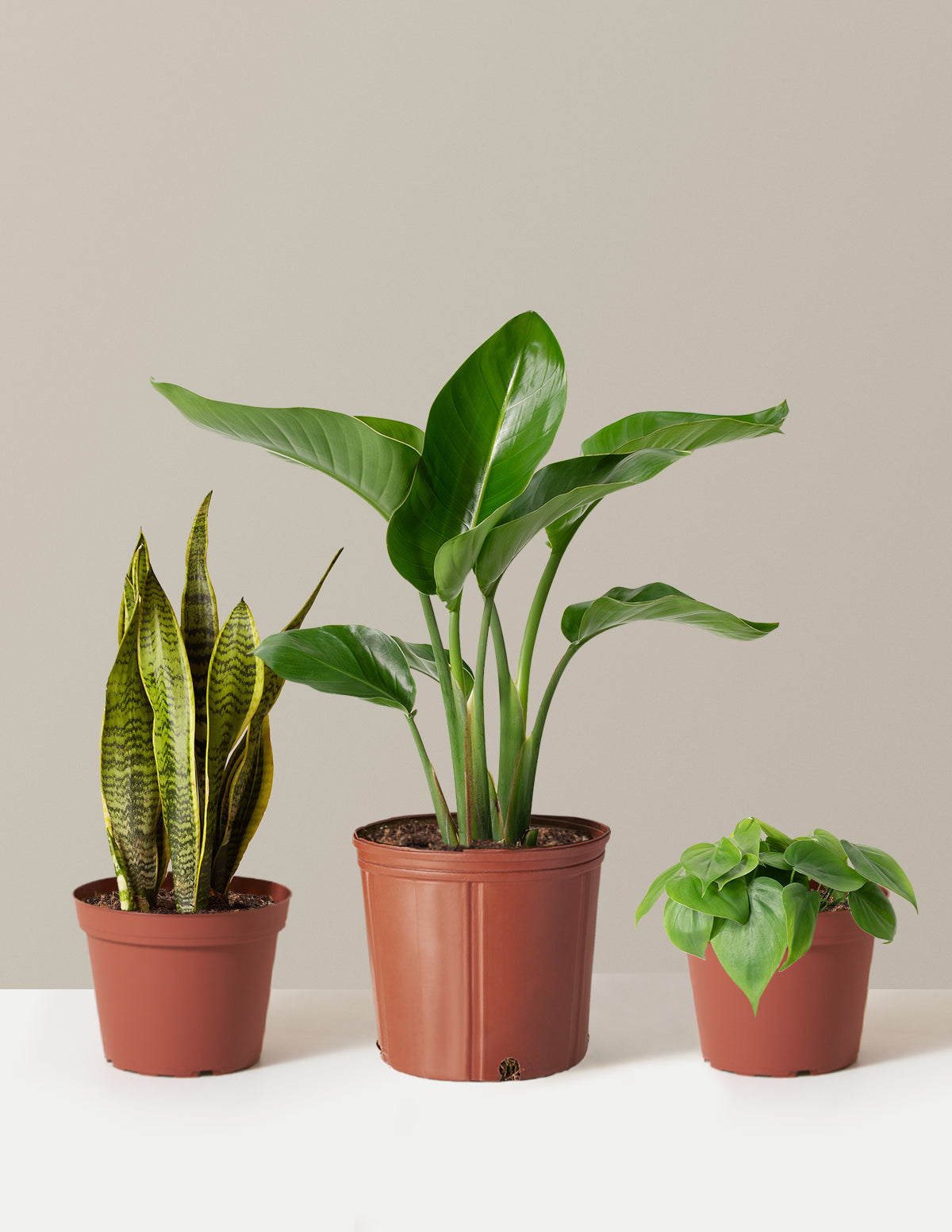 files/the-sill_New-Digs-Plant-Trio_10.jpg