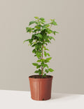 Nova Red Raspberry Plant