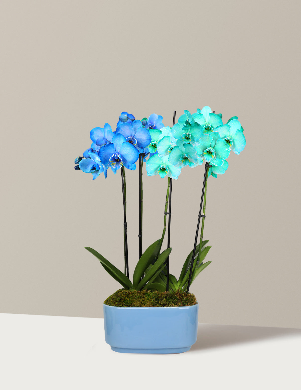 bundle | Double | Sky Blue