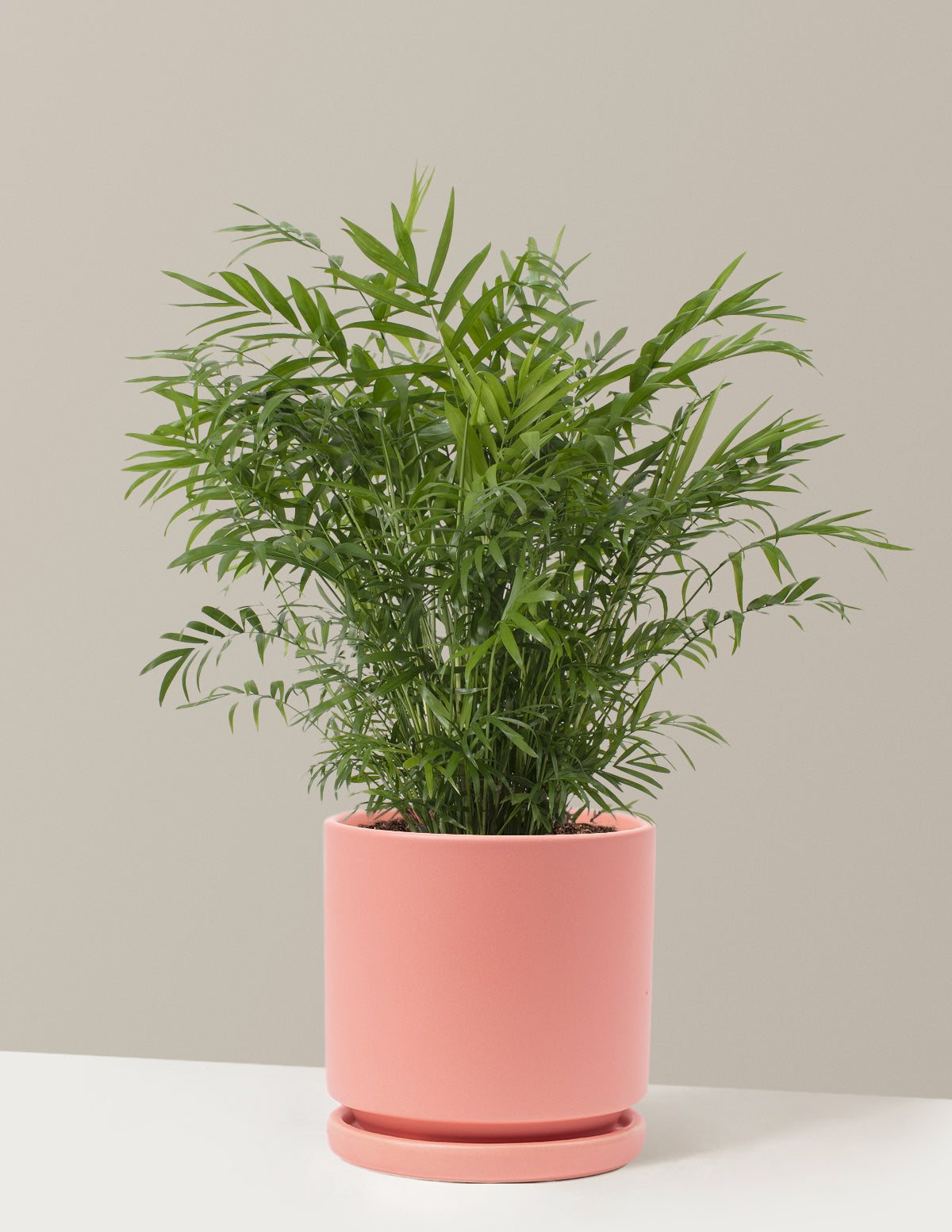 bundle | Medium | Isabella | Bubblegum