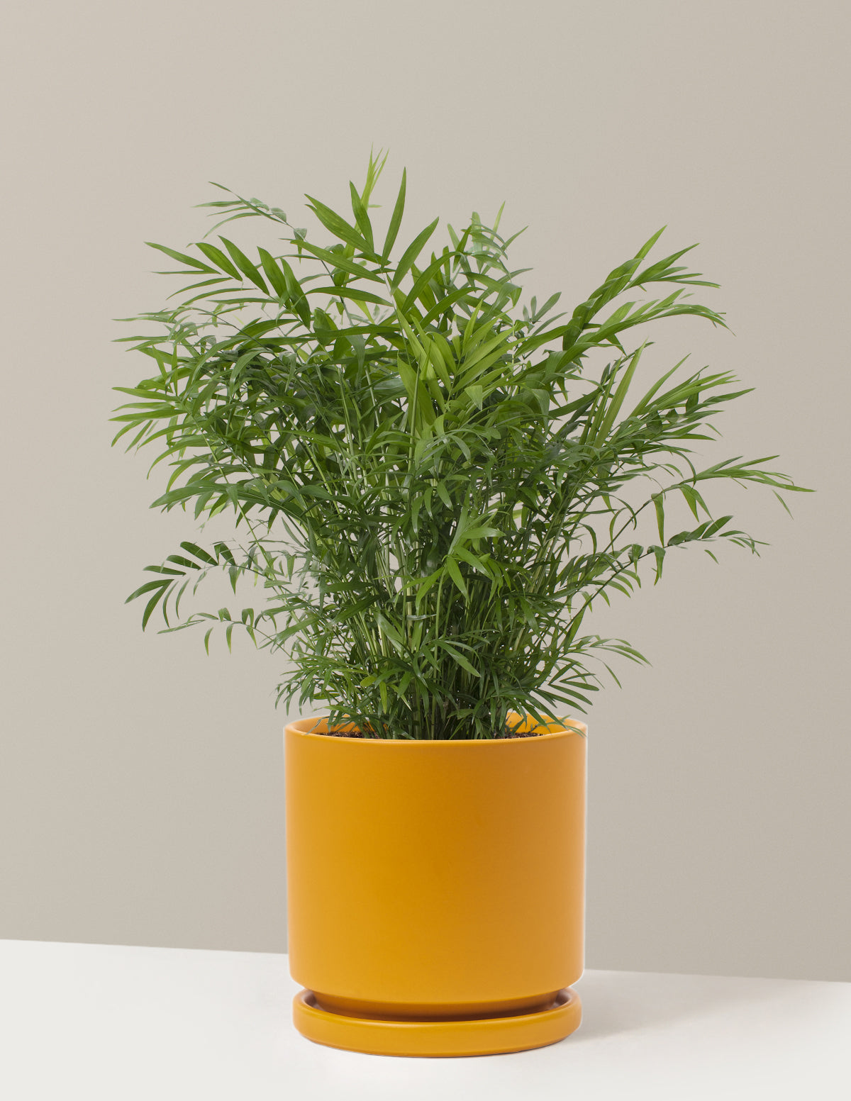 bundle | Medium | Isabella | Mustard