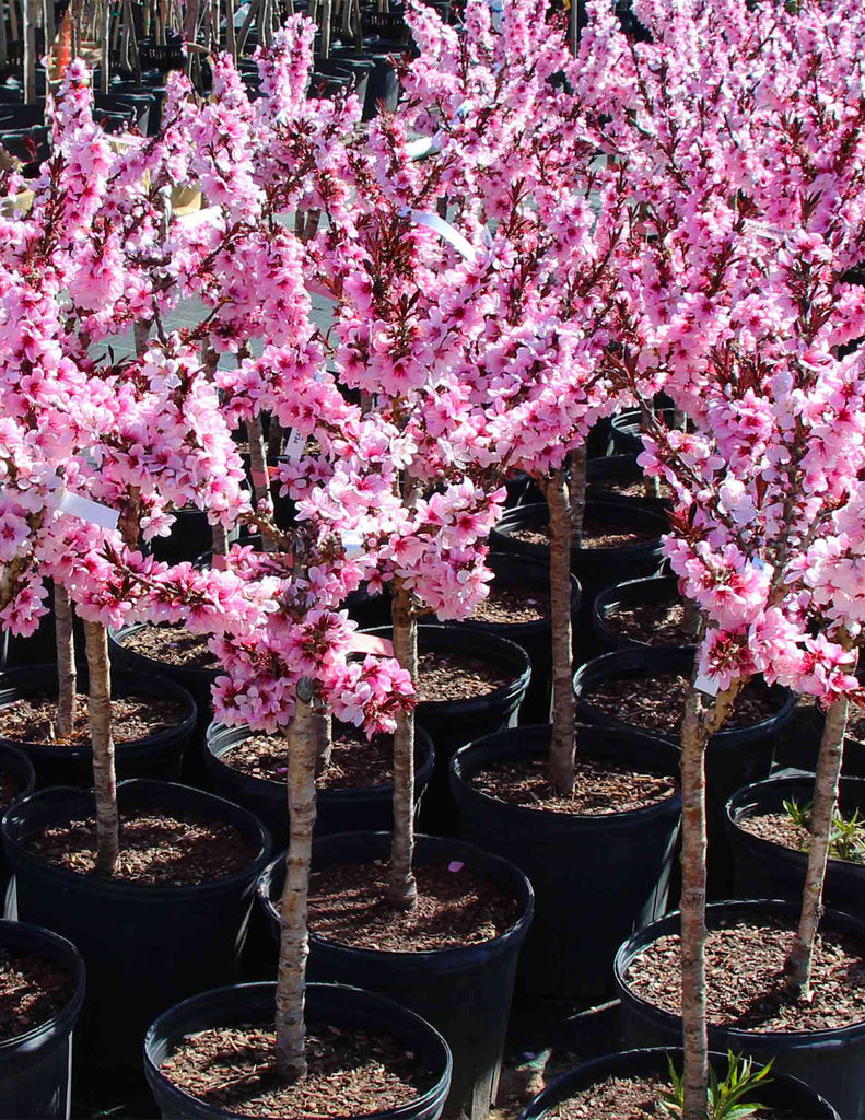 How to care for a Peach Tree