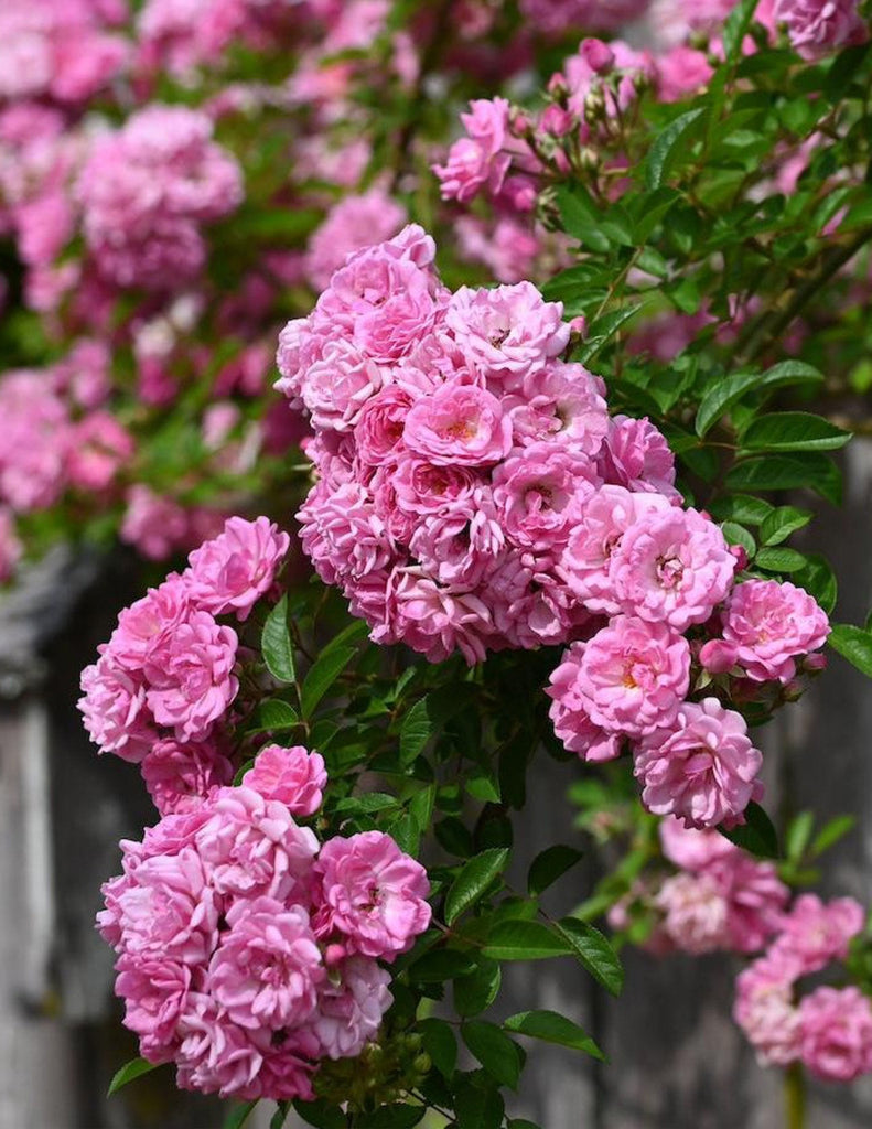 How to care for a Peggy Martin Climbing Rose