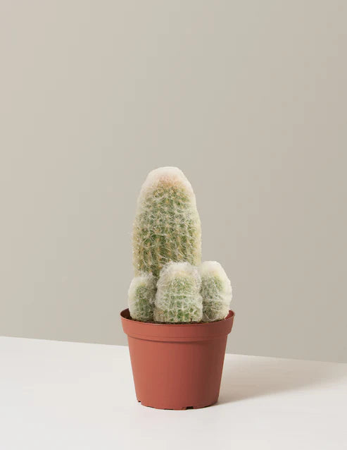 How to care for a Peruvian Nana Cactus