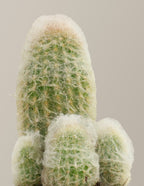 Old Man Cactus