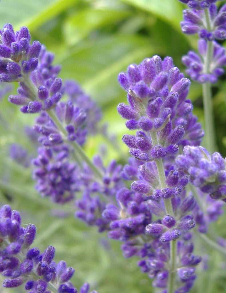 How to care for a Lavender Plant
