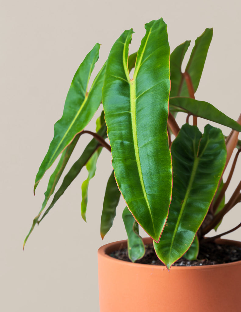 How to care for a Philodendron Billietiae