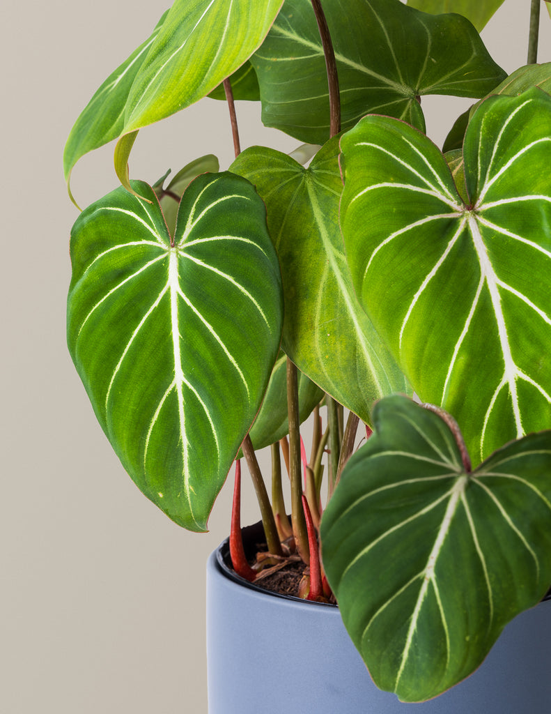How to care for a Philodendron Gloriosum