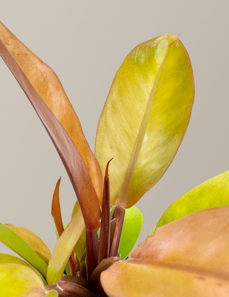 How to care for a Philodendron Prince of Orange