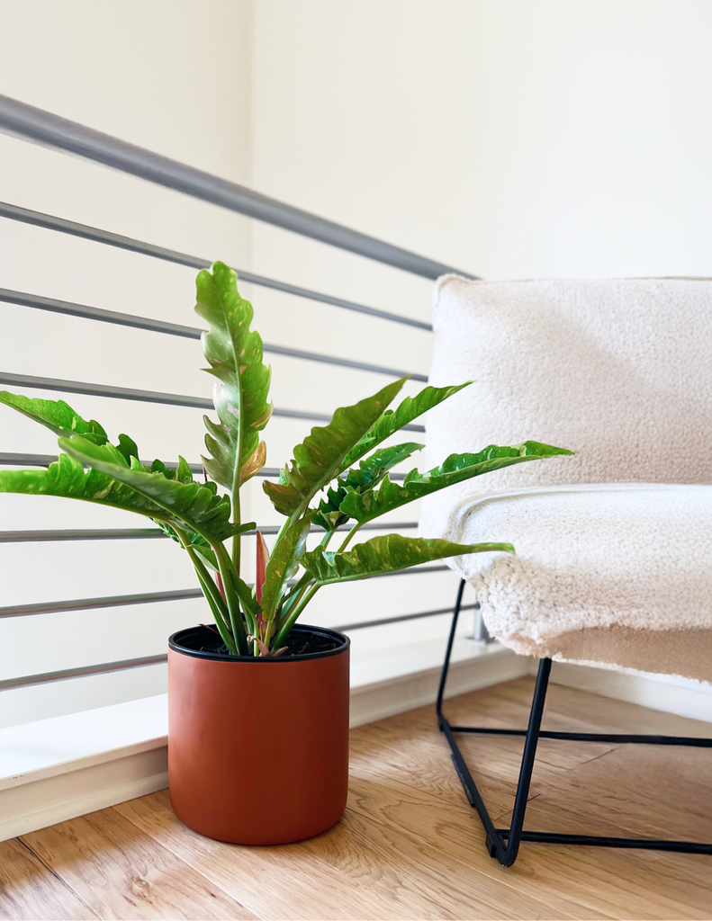 How to care for a Philodendron Ring of Fire