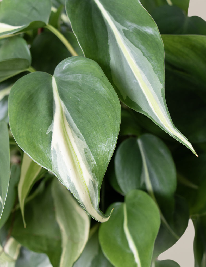 How to care for a Philodendron Rio Hanging Basket