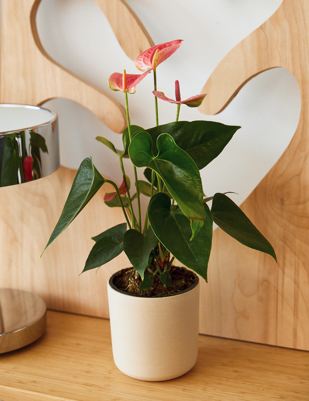 files/the-sill_Pink-Anthurium_Variant2.png