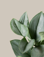 Pothos Sterling Silver