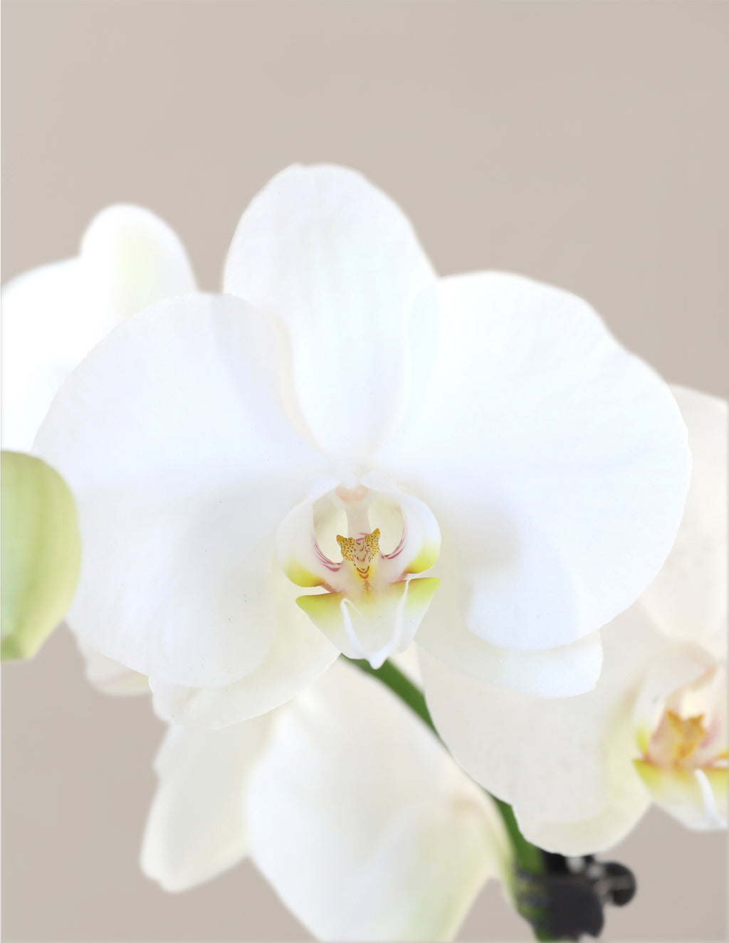 Orchid and Planter Gift Set