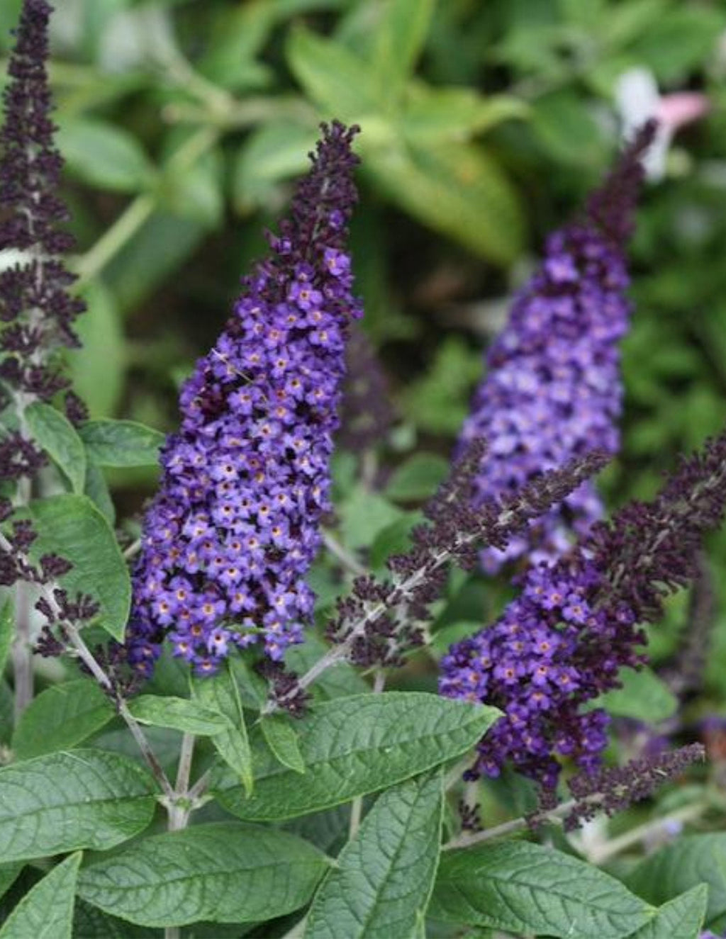 Pugster Blue® Butterfly Bush