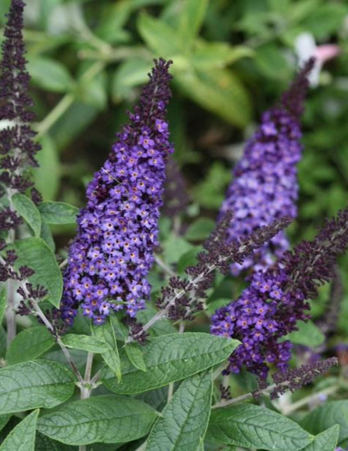 files/the-sill_Pugster-Blue-Butterfly-Bush.jpg