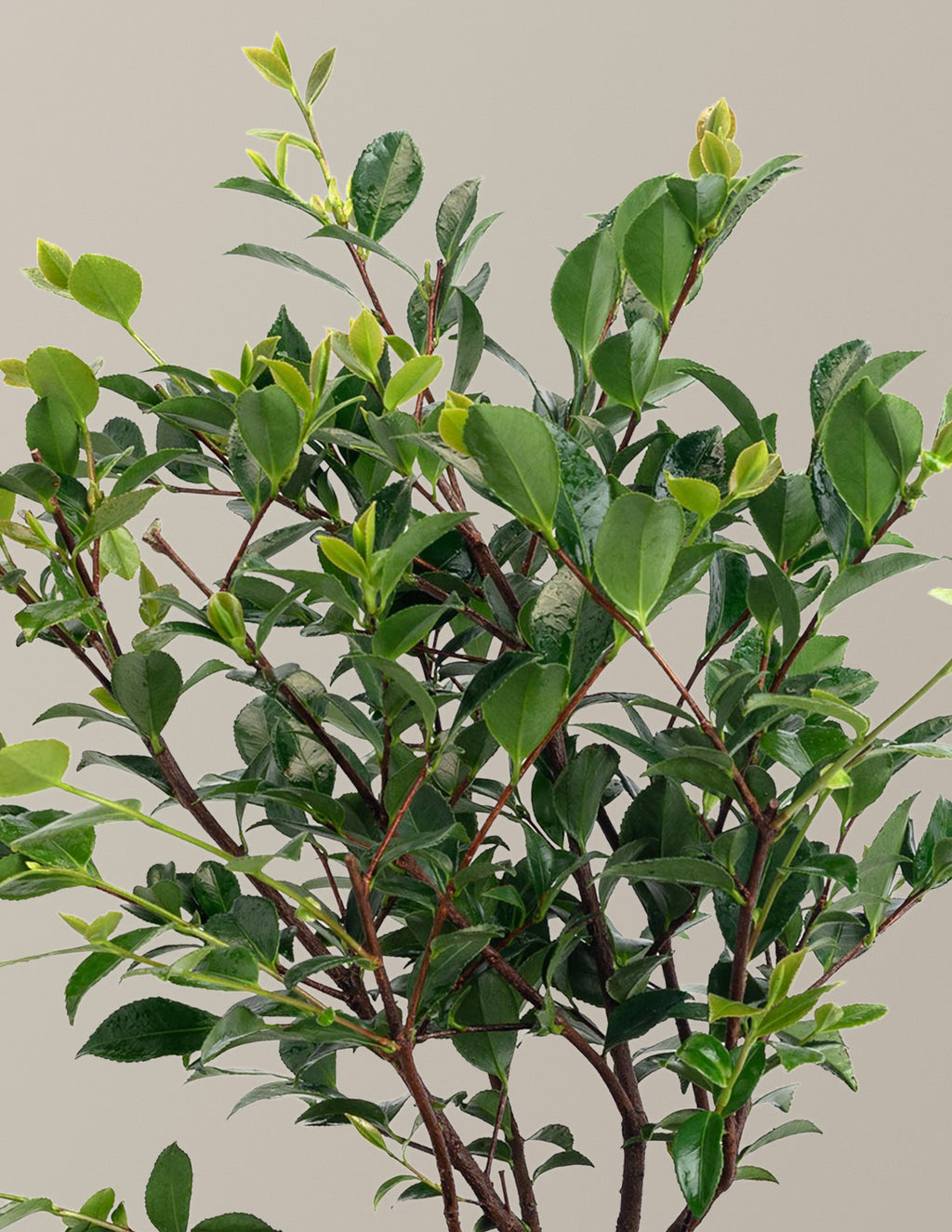 Purple Haze Camellia