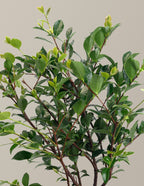 Purple Haze Camellia