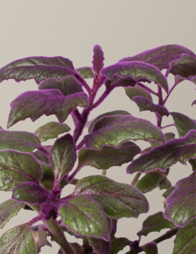 How to care for a Purple Passion Plant