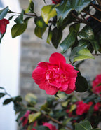 R.L. Wheeler Camellia