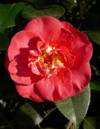 R.L. Wheeler Camellia