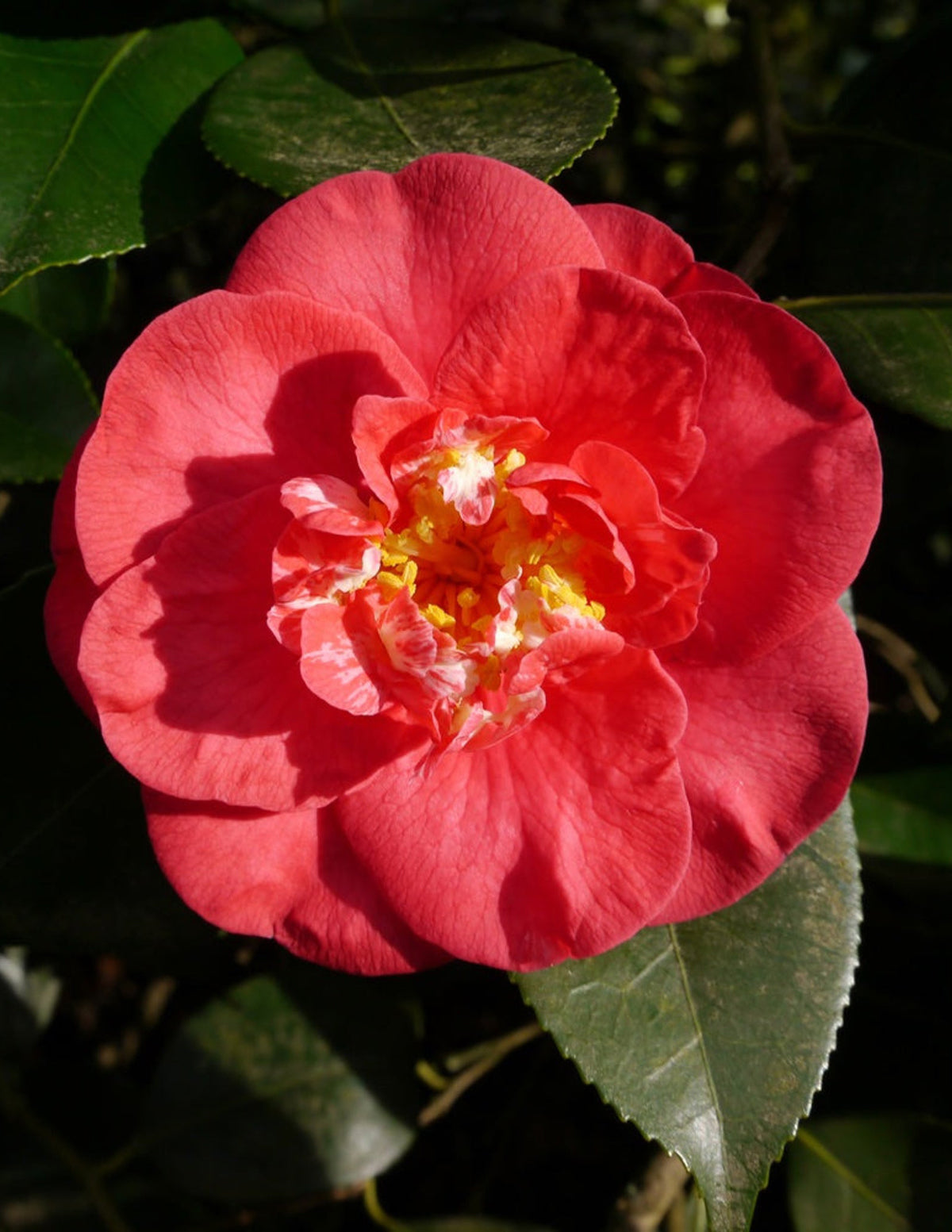 R.L. Wheeler Camellia