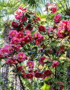 R.L. Wheeler Camellia