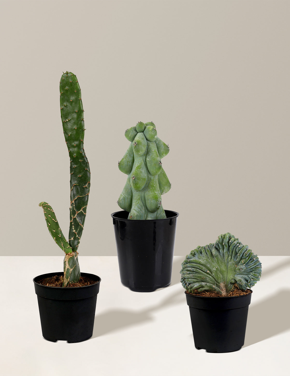 bundle | Three