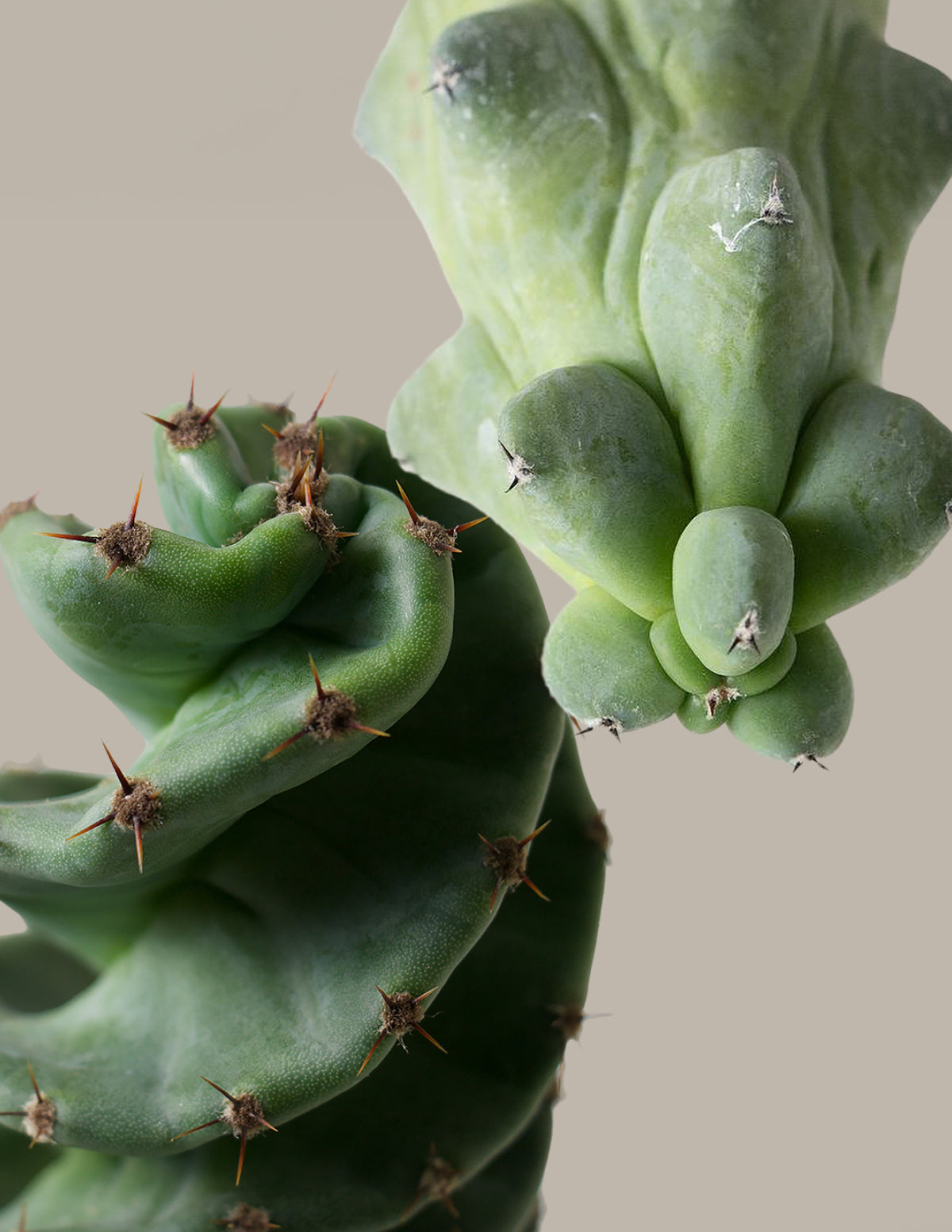 files/the-sill_Rare-Cactus-Duo_Gallery_1.jpg