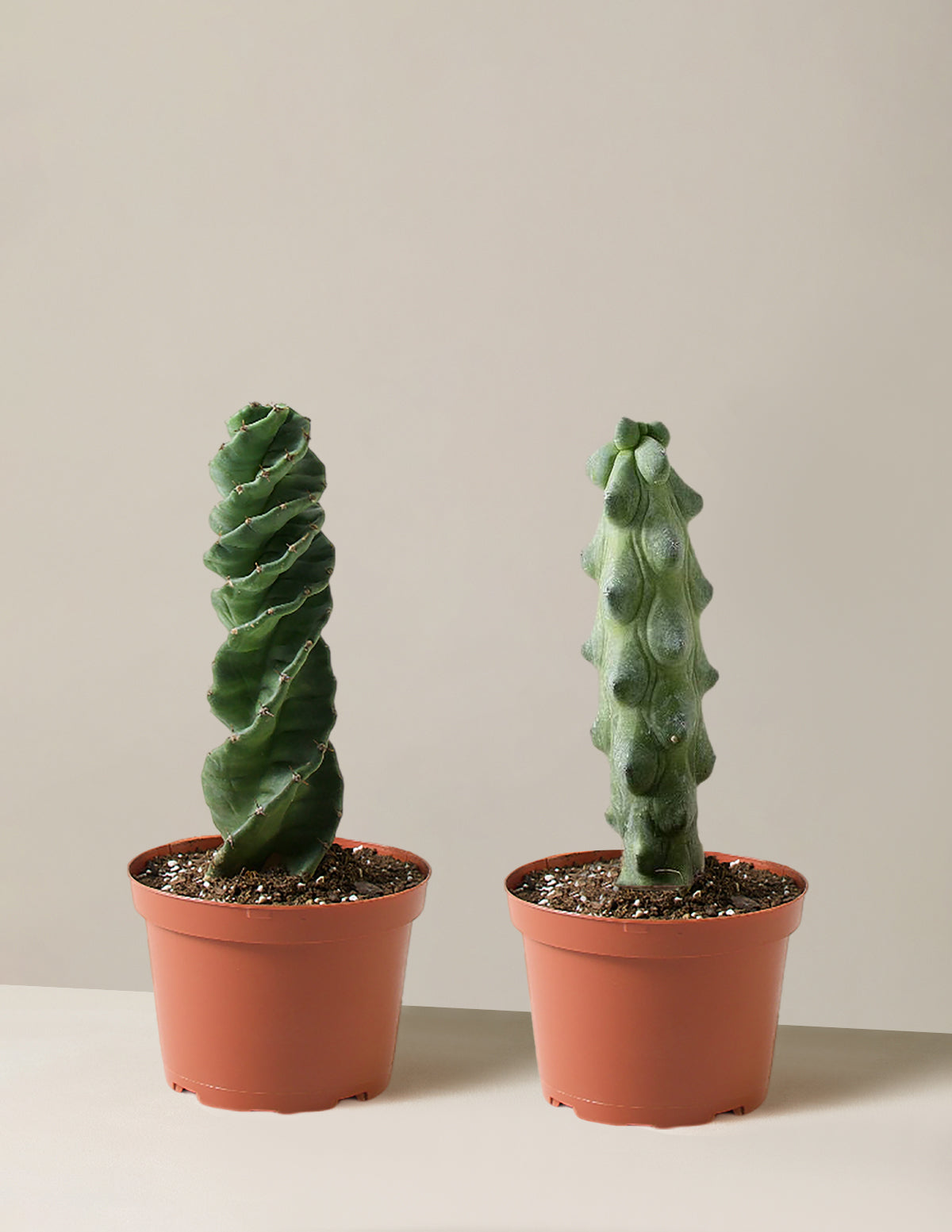 bundle | Medium | Grow Pot
