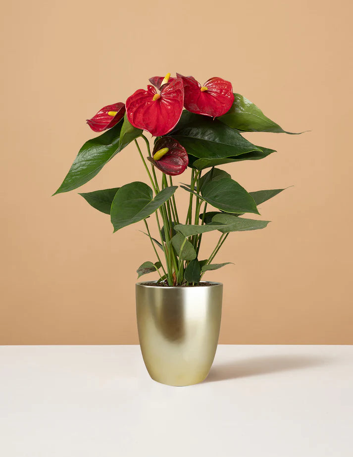 How to care for a Red Anthurium