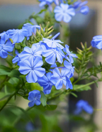 Royal Cape® Plumbago
