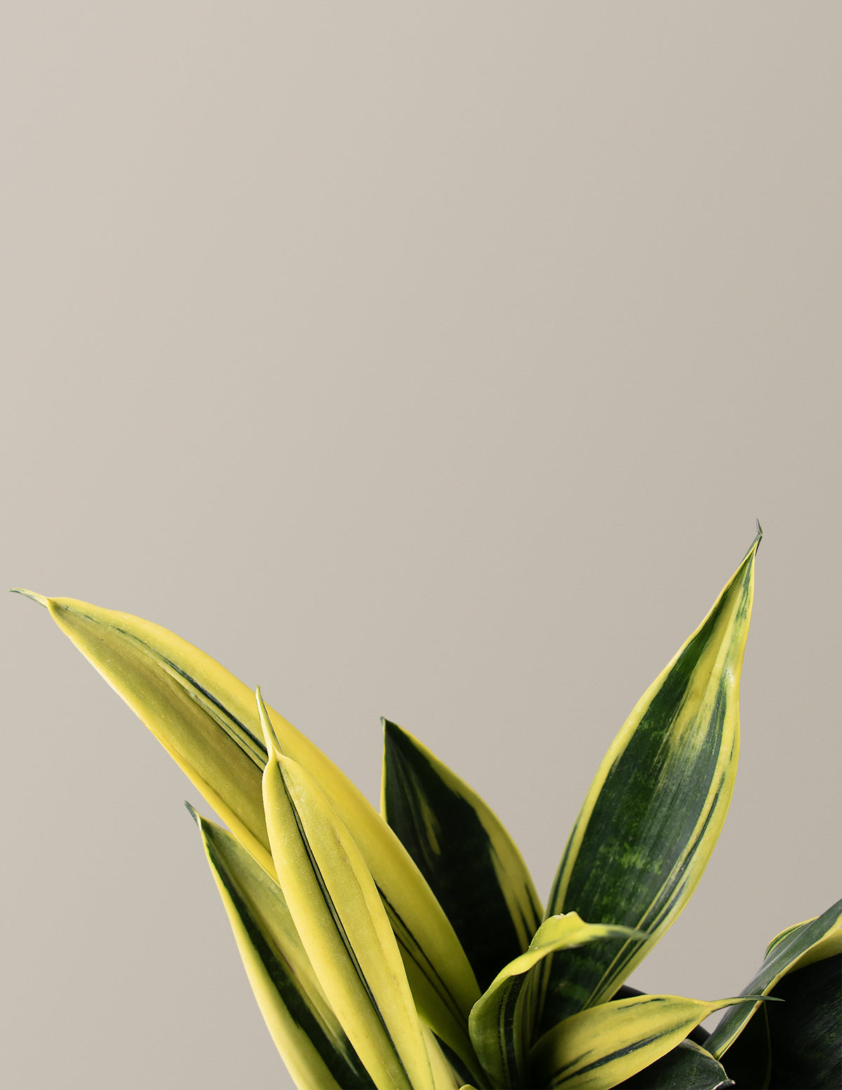 files/the-sill_Sansevieria-Golden-Flame_Gallery_1.jpg