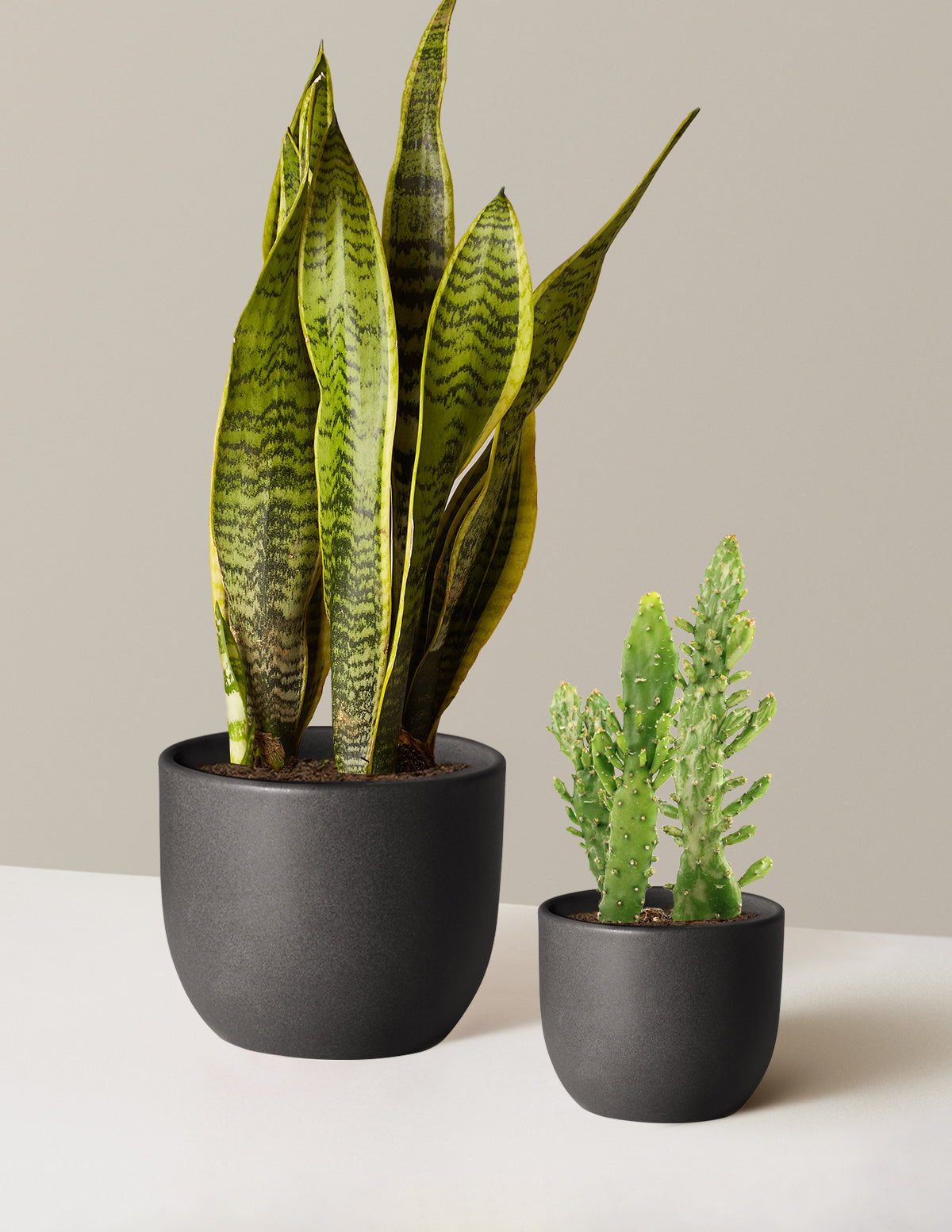 files/the-sill_Set-and-Forget-Duo_Medium_Grant_Black_Variant.jpg