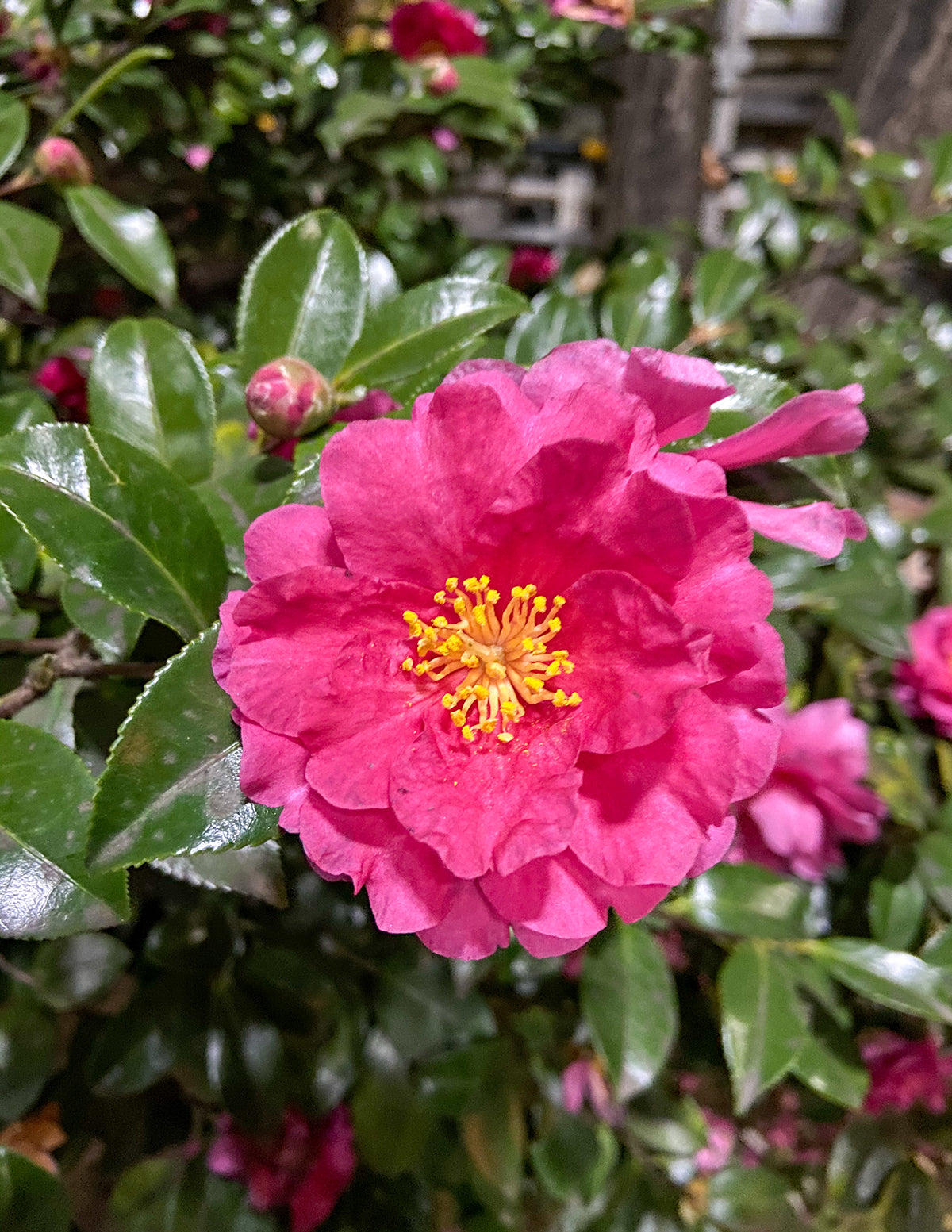 Shishi Gashira Camellia