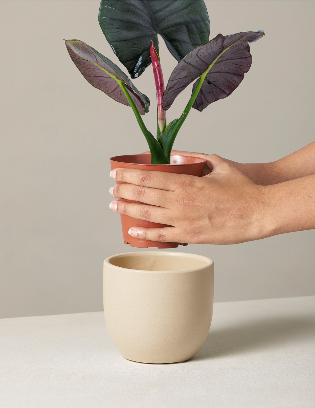 Alocasia Silver Velvet