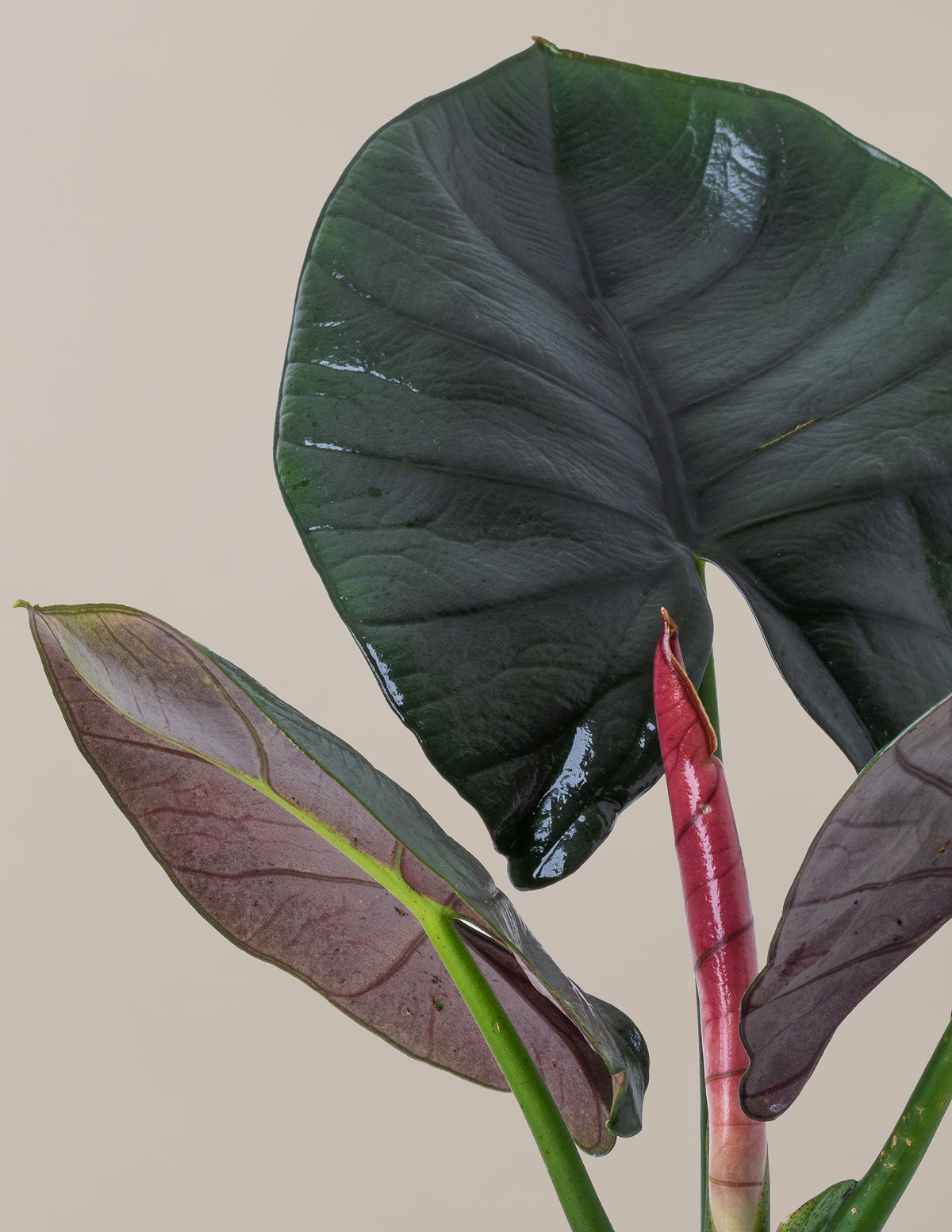 files/the-sill_Small-Alocasia-Reginae_Variant.png