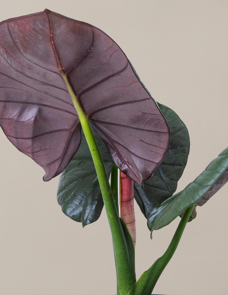 How to care for a Alocasia Reginae