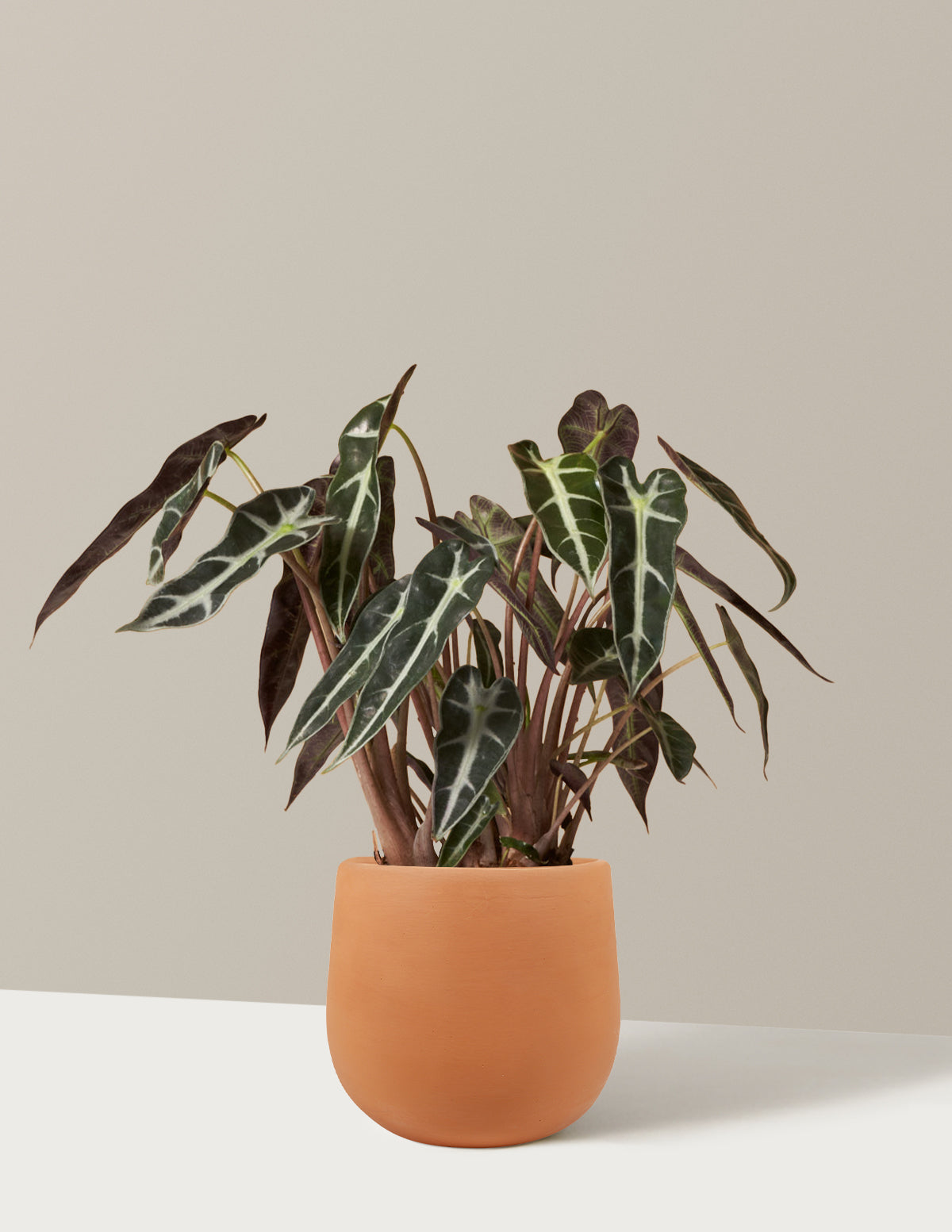 files/the-sill_Small-Alocasia_Bambino_Small_Margarite_Terra_Cotta.jpg